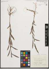 Foto von Salix purpurea L.